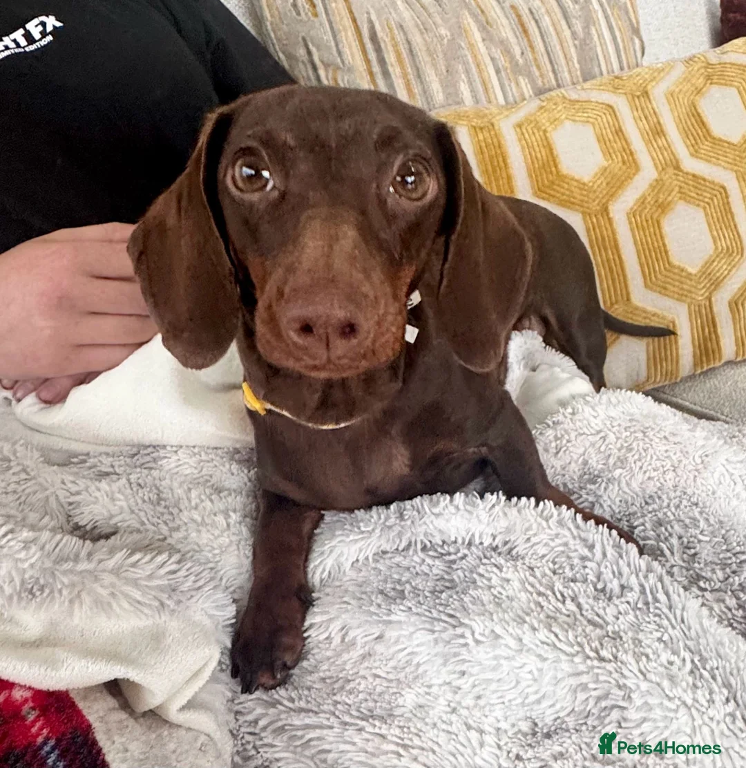 Miniature Dachshund dogs for sale: Short haired miniature dachshund  in Normanton - Advert 1