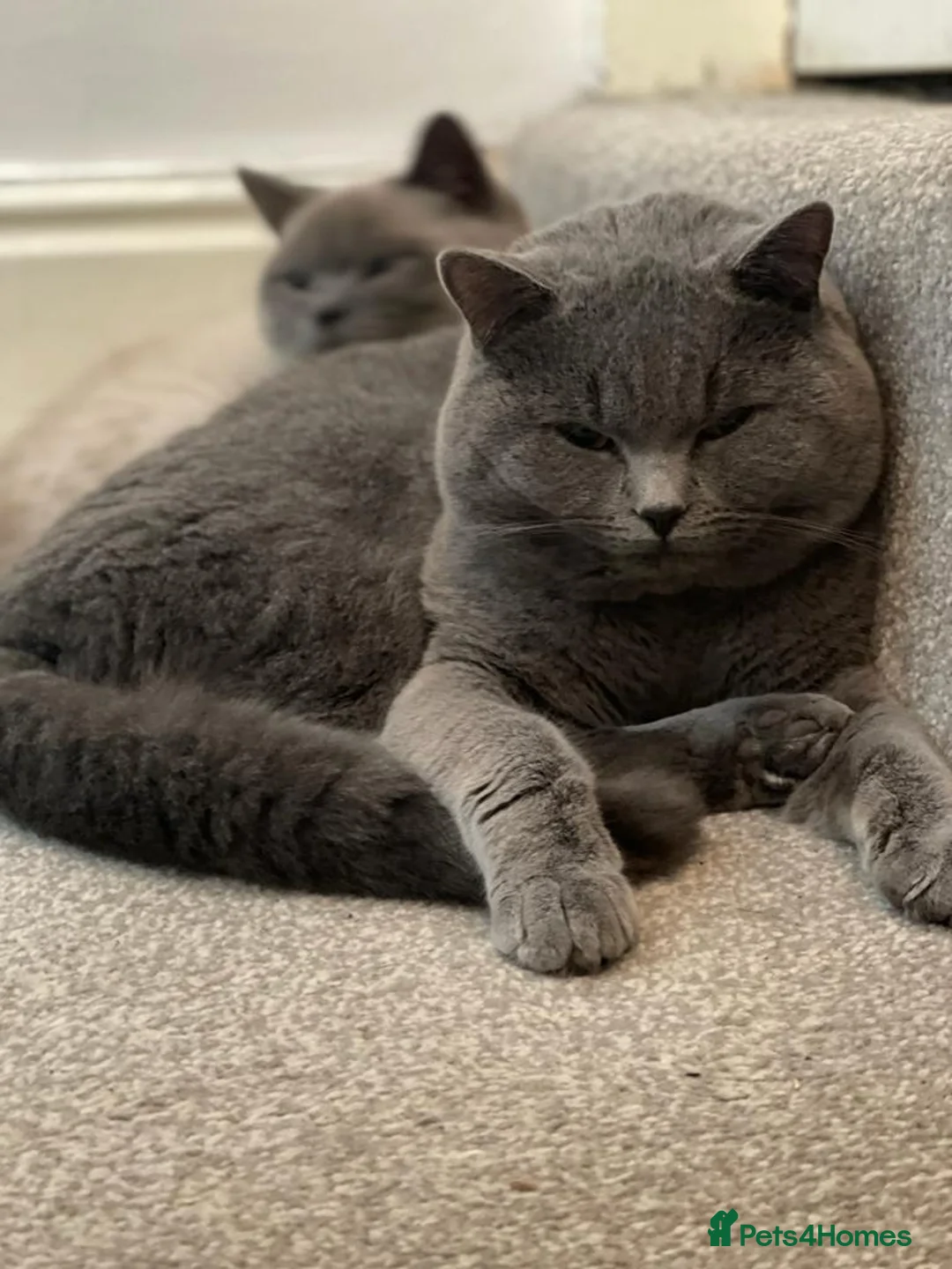 British Shorthair cats for stud: Pure BSH for Stud CCTV in Bradford - Advert 6