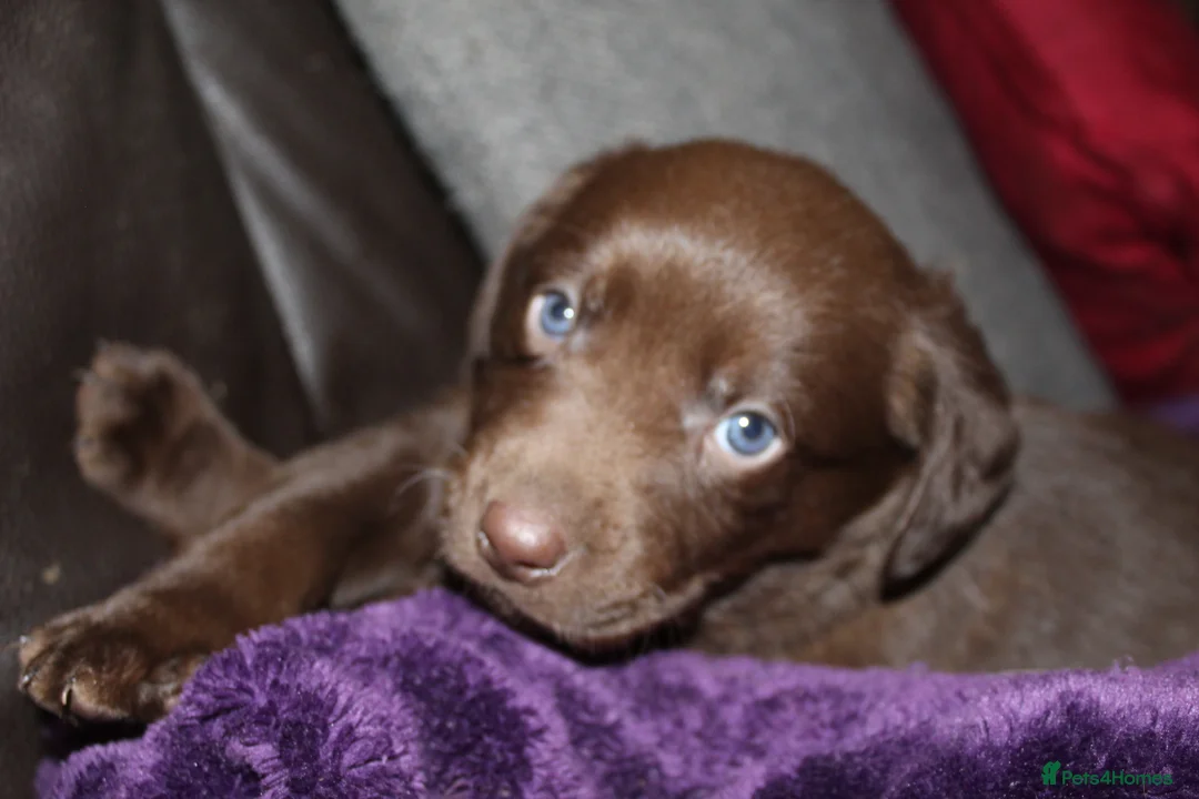 Labrador Retriever dogs for sale: 🔥 KC LABRADOR PUPPIES SILVER CHOCOLATE AND BLACK - Advert 36