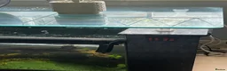 Other/Mixed Breed fish for sale: 3 tropical fish for sale large parrot and 2 others - Advert 4