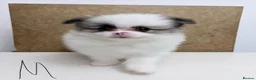 Pomeranian dogs for sale: Pomeranian Puppies – Home Raised With Mum & Dad - Advert 3