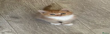 🧡 KITTEN 1 — CASEOH
