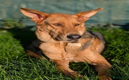 Mixed Breed dogs for adoption: Majestic Charlie  - Advert 1