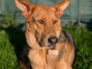 Mixed Breed dogs Majestic Charlie - Advert 3