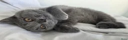 British Shorthair cats for sale: CUTE PEDIGREE BSH SHORTHAIR  - Advert 6