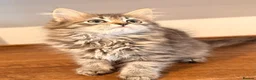 Siberian cats for sale: New imported lines Siberian kittens - Advert 8