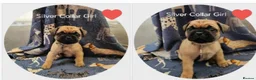 Frug dogs for sale: Fun-loving Frug pups seeking their forever family! - Advert 3