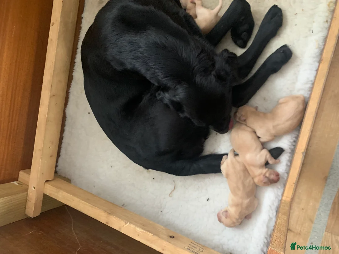 Labrador Retriever dogs for sale: Ready Now Yellow Labrador Puppies - Advert 2