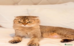 Scottish Fold cats for sale: Half Scottish half British short hair  in London - Image 5