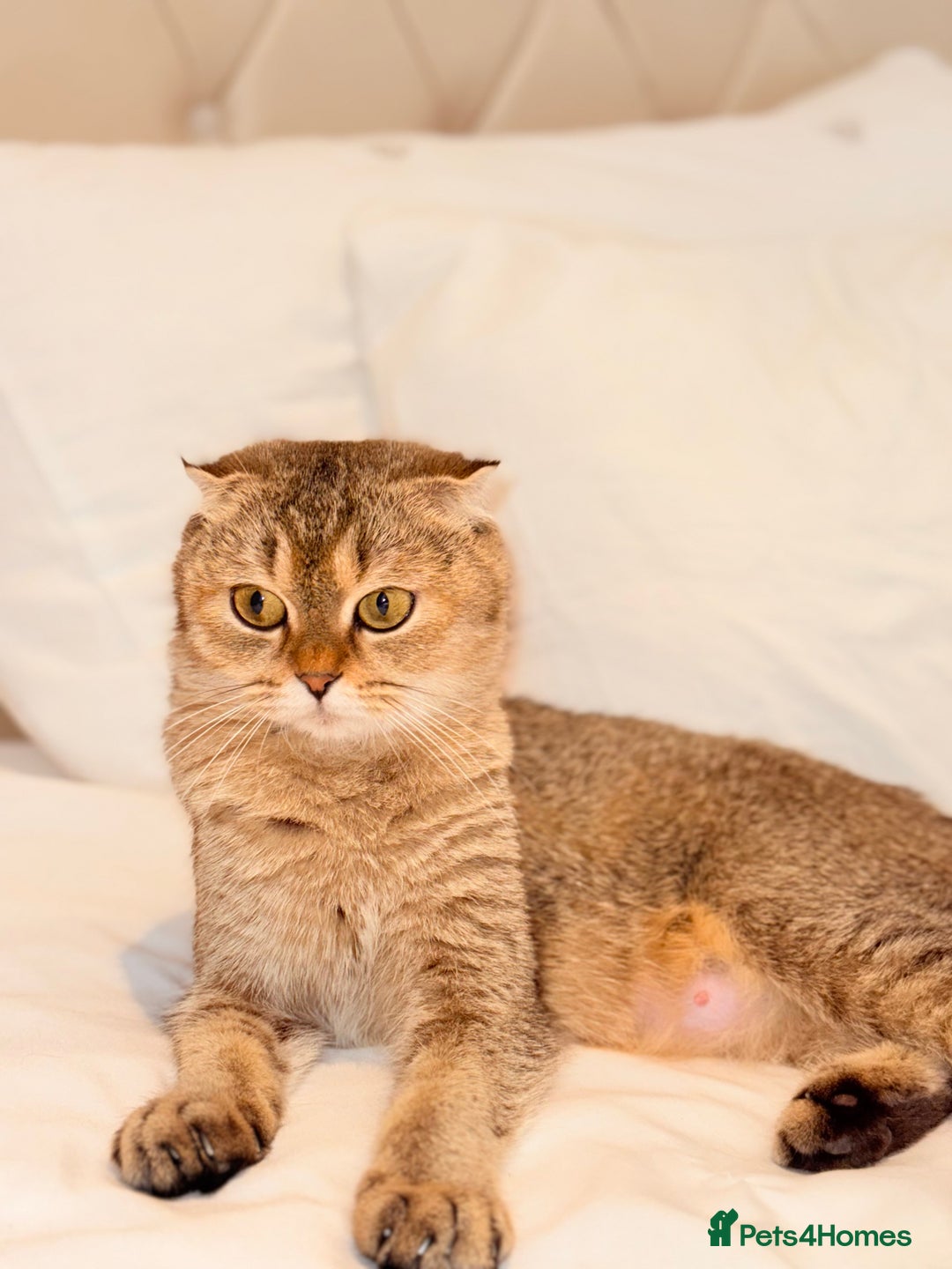 Scottish Fold cats for sale: Half Scottish half British short hair  in London - Image 5
