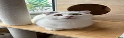 Munchkin cats for sale: Super short legs Munchkin kittens  - Advert 11
