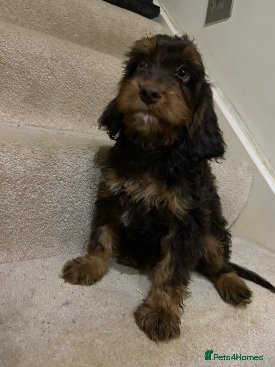 Cockapoo dogs for sale: F1 cockapoo PRA hereditary clear  - Image 12