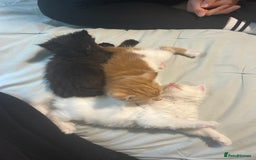 Ragdoll cats for sale: ragdoll x tabby  - Image 1