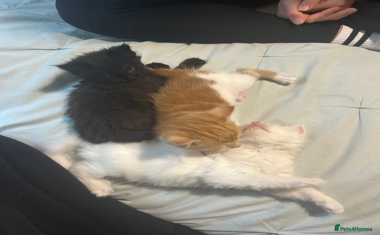 Ragdoll cats - Advert 1