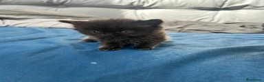 Mixed Breed Kitten 6: black female