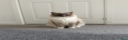 Ragdoll cats for sale: Gorgeous pure ragdoll male for rehoming🐈‍⬛ - Advert 3