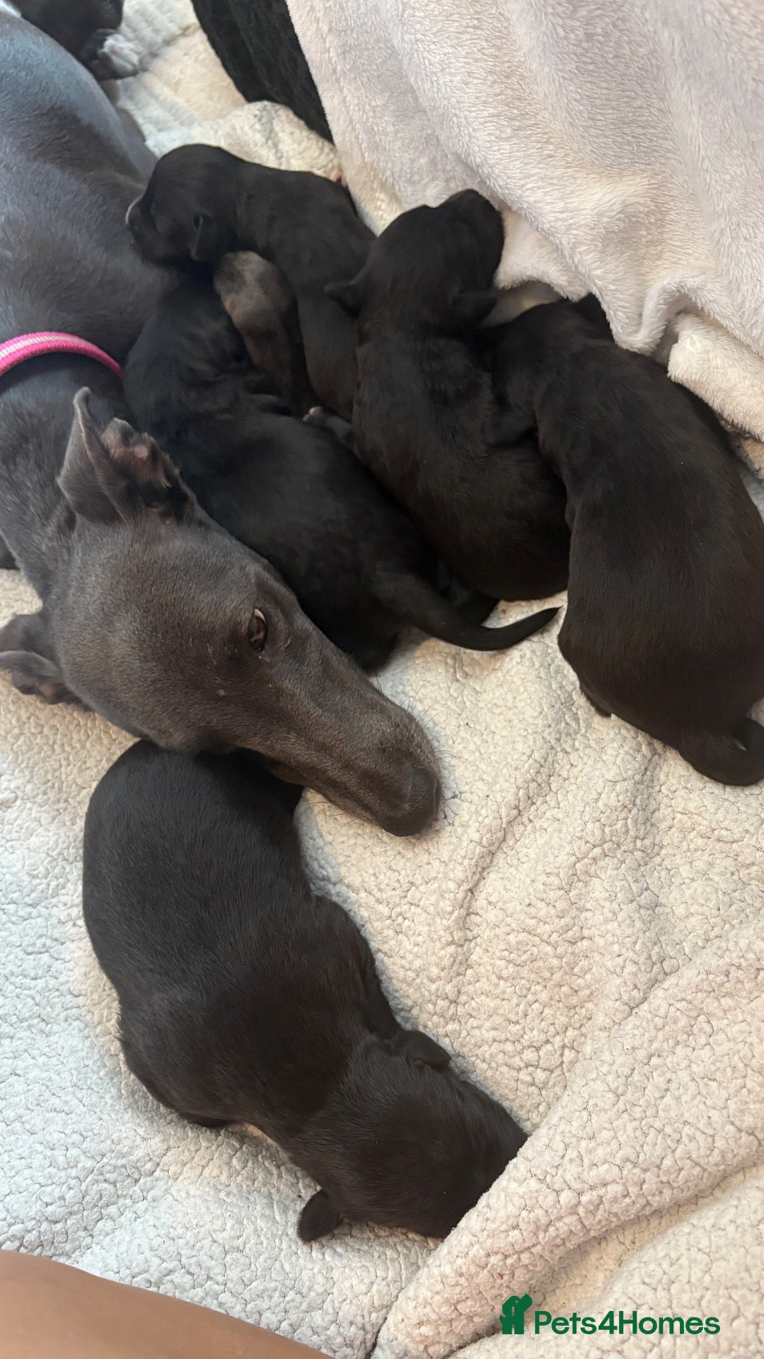 Mixed Breed dogs BEDLINGTON WHIPPETS  - Advert 2