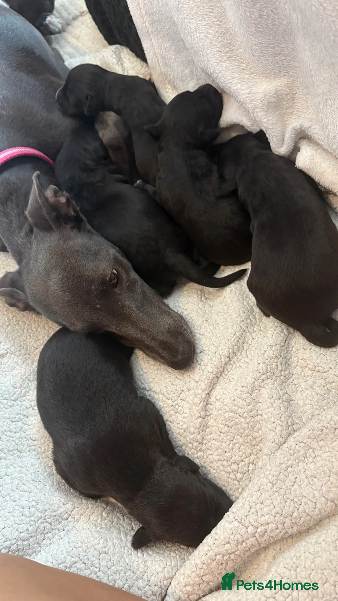 Mixed Breed dogs for sale: BEDLINGTON WHIPPETS  - Advert 1
