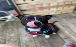 Staffordshire Bull Terrier dogs for sale: 4 year old Staffordshire bull terrier - Image 1