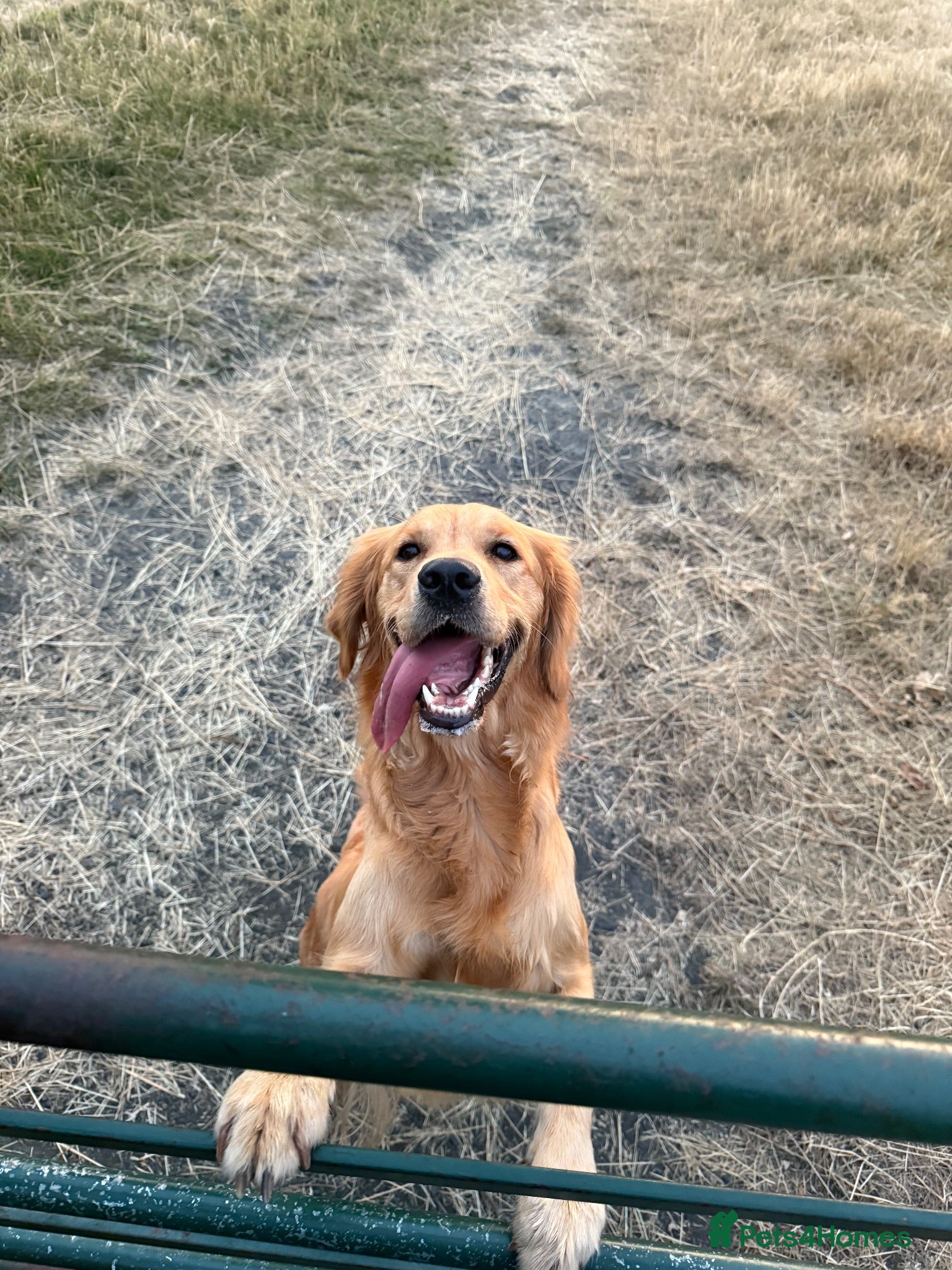 Golden Retriever dogs for sale: GOLDEN RETRIEVER PUPPIES FOR SALE - Advert 1