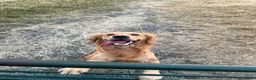 Golden Retriever dogs for sale: GOLDEN RETRIEVER PUPPIES FOR SALE in Crook - Advert 1