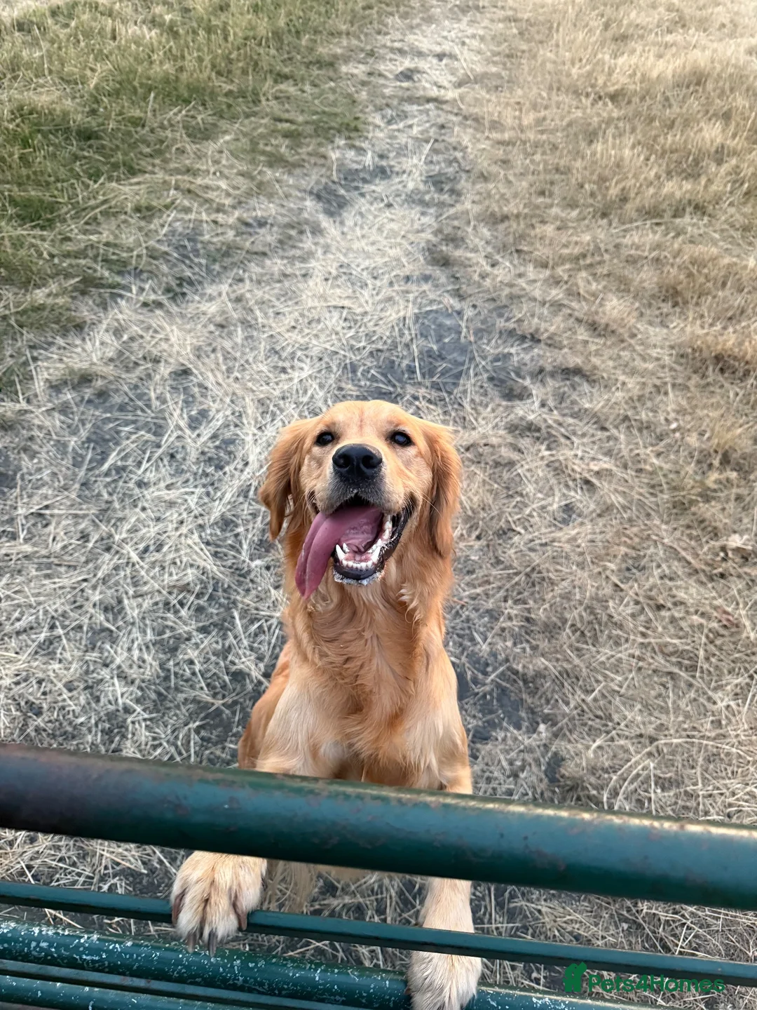 Golden Retriever dogs for sale: GOLDEN RETRIEVER PUPPIES FOR SALE in Crook - Advert 1