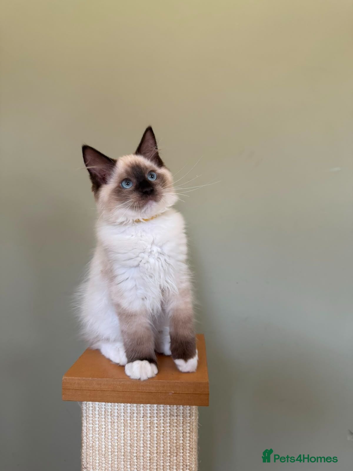 Ragdoll cats Beautiful Ragdoll Kittens - Advert 1