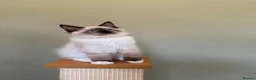 Ragdoll cats for sale: Beautiful Ragdoll Kittens - Advert 1