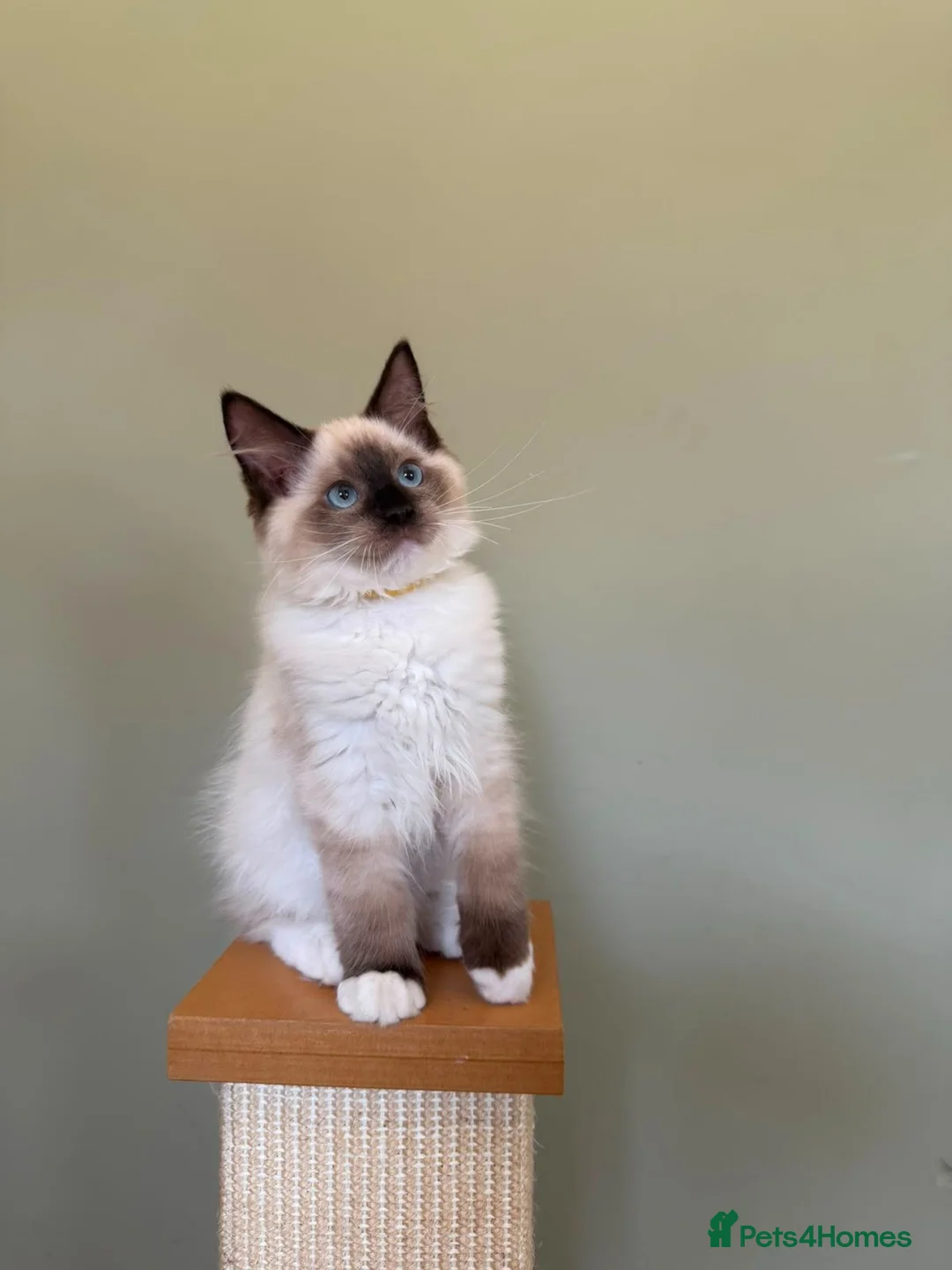 Ragdoll cats for sale: Beautiful Ragdoll Kittens - Advert 1