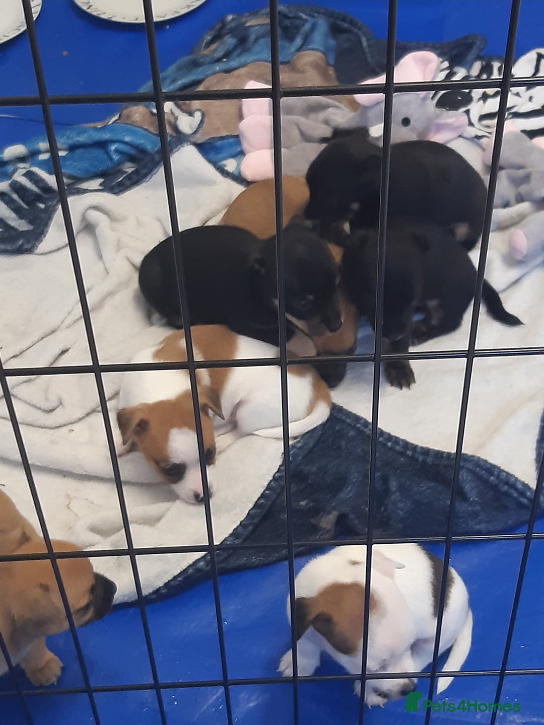 Mixed Breed dogs for sale: Jackawawa for sale  - Image 7