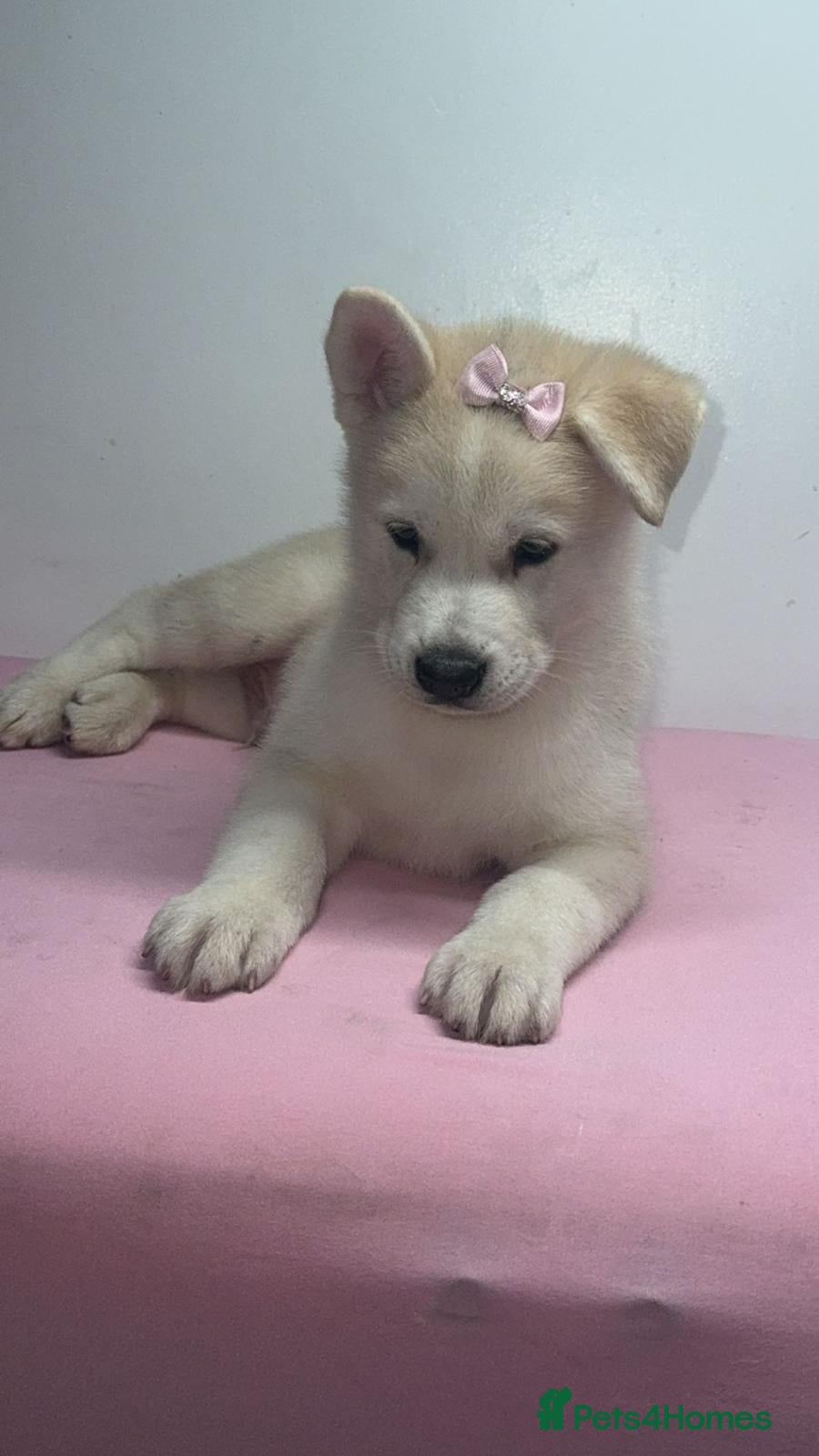 Siberian Husky dogs Siberian husky  - Advert 12