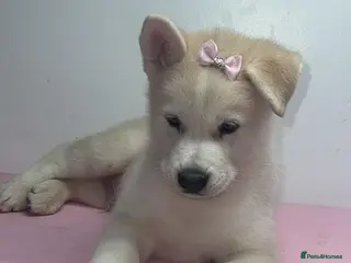 Siberian Husky dogs Siberian husky - Advert 12