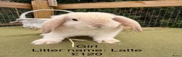 Mini Lop rabbits for sale: Mini lop babies! Lots of colours!  - Advert 3