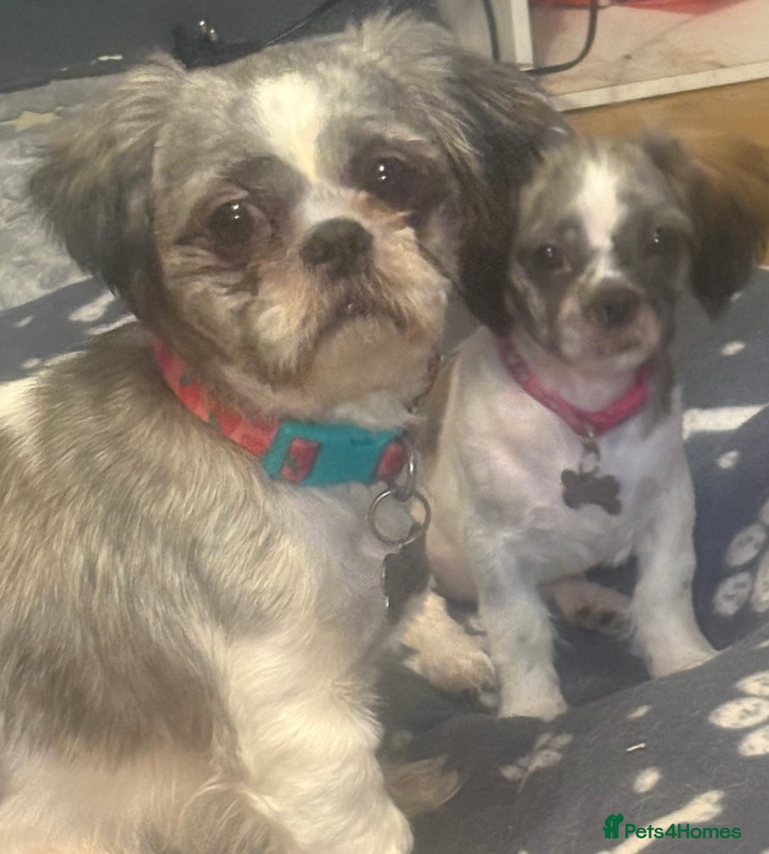 Shih Tzu dogs for sale: 2 x Shih Tzu girls  - Advert 1