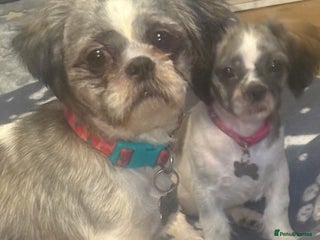 Shih Tzu dogs 2 x Shih Tzu girls - Advert 1