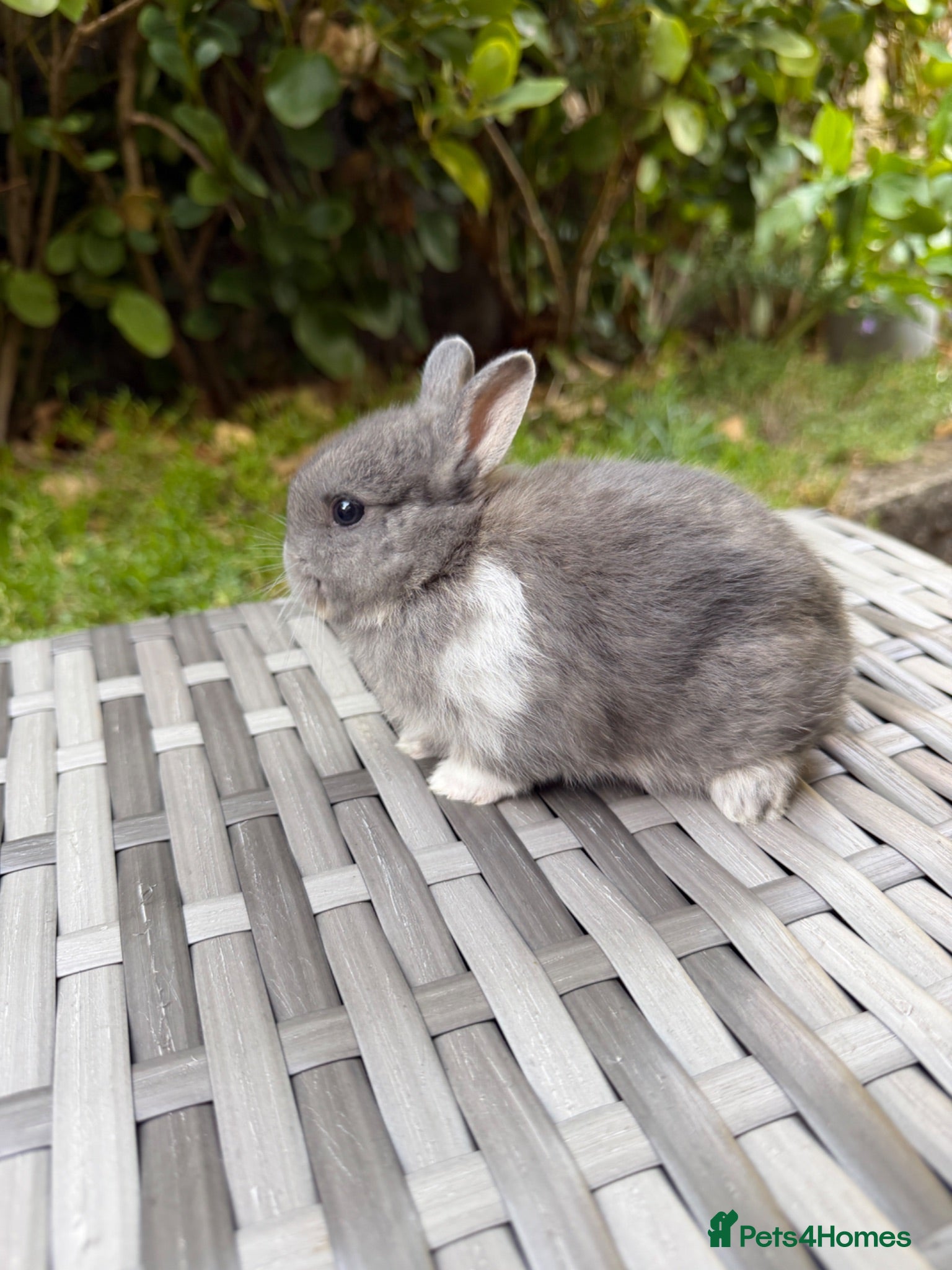 Netherland Dwarf rabbits Purebred Netherland Dwarf - Advert 2