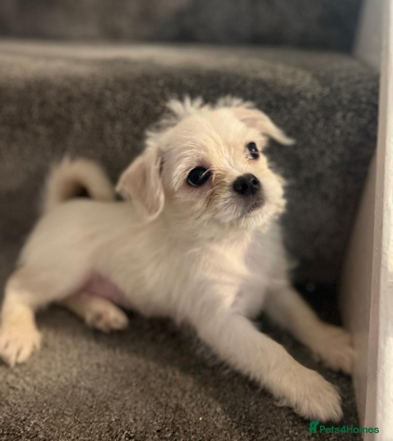 Mixed Breed dogs 🐾 Adorable Puppies Ready for Forever Homes 🐾 - Advert 5