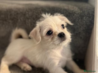 Mixed Breed dogs 🐾 Adorable Puppies Ready for Forever Homes 🐾 - Advert 5