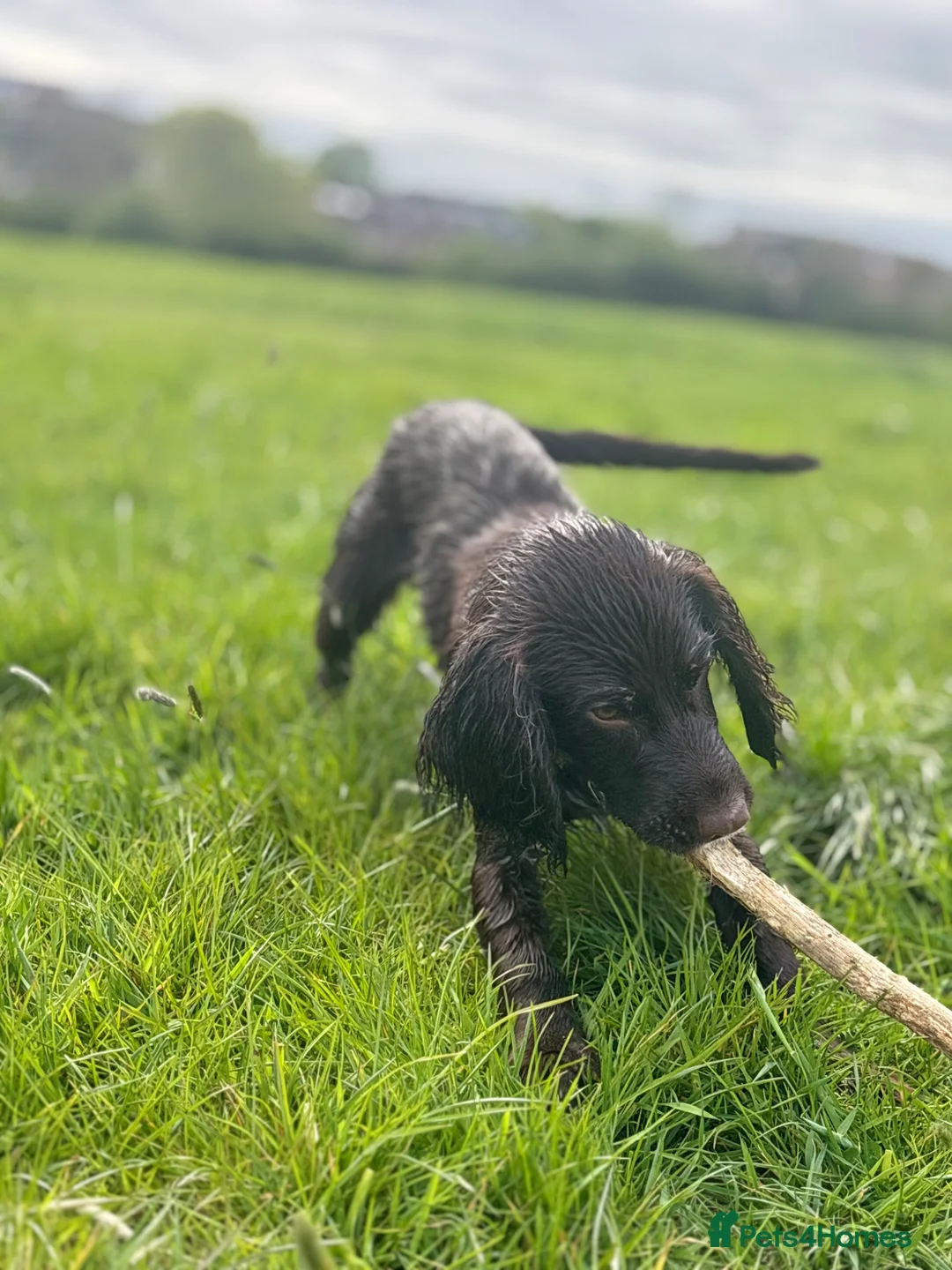 Cocker Spaniel dogs for sale: Bear  in London - Advert 2