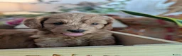 Cockapoo dogs for sale: F1B Cockapoo Puppies, four boys two girls. - Advert 9