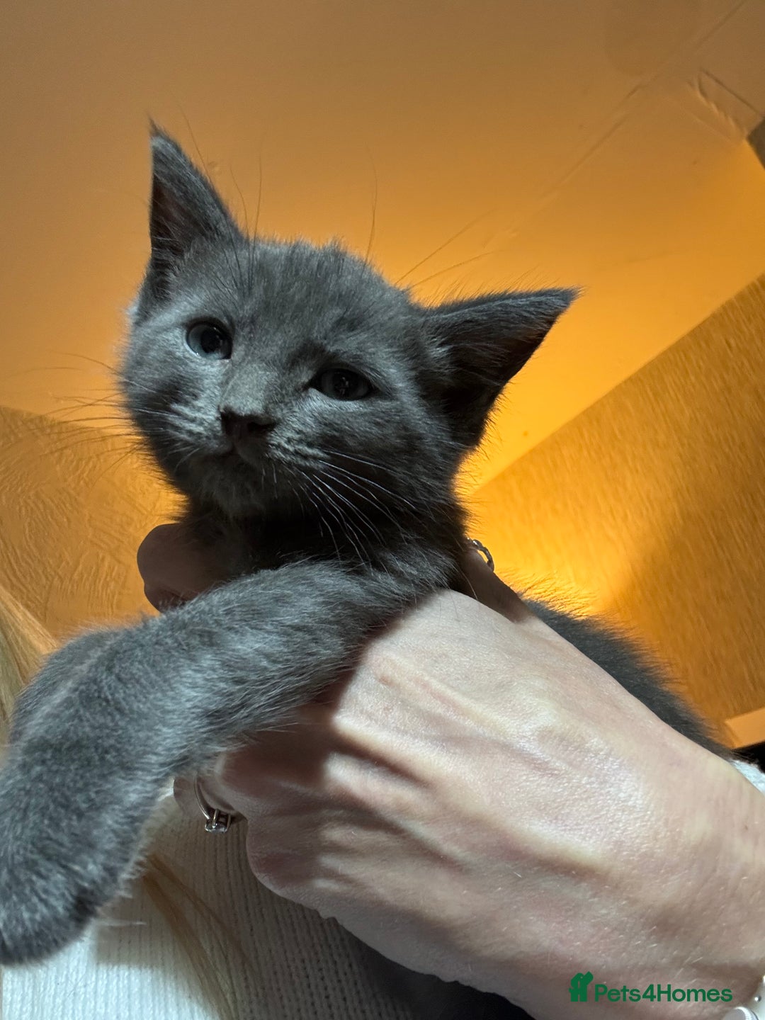 Ragdoll cats for sale: Solid Grey Ragdoll Boy  - Advert 3