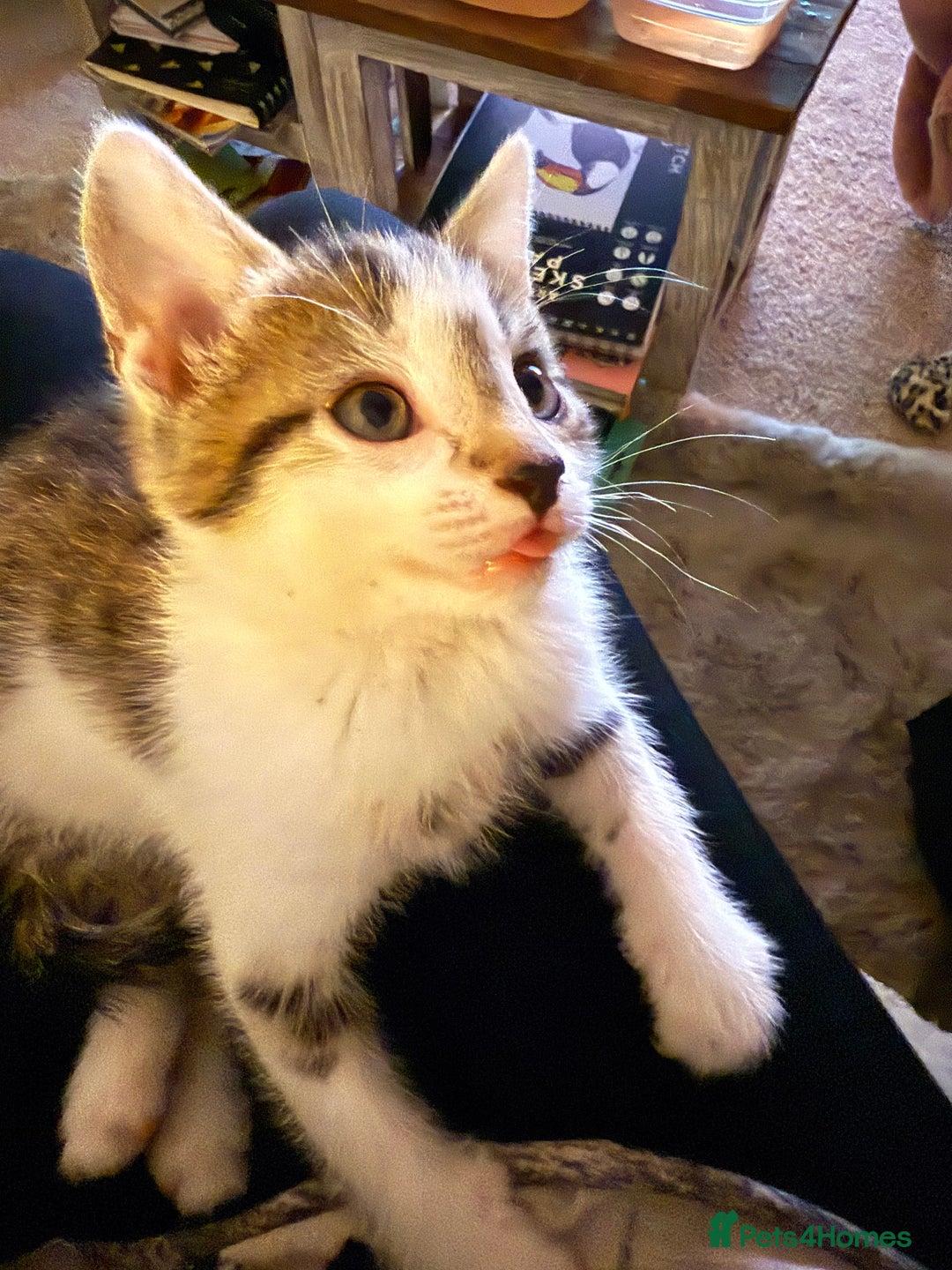 Oriental cats for sale: The Cutest Babies Hand Reared From 2 Weeks - Image 14