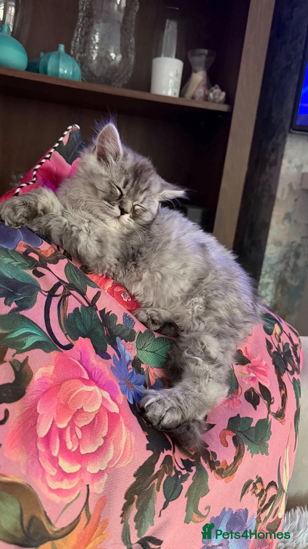 Persian cats for sale: Hans Solo — 11 Week Old Male Kitten - Ready Now - Advert 2