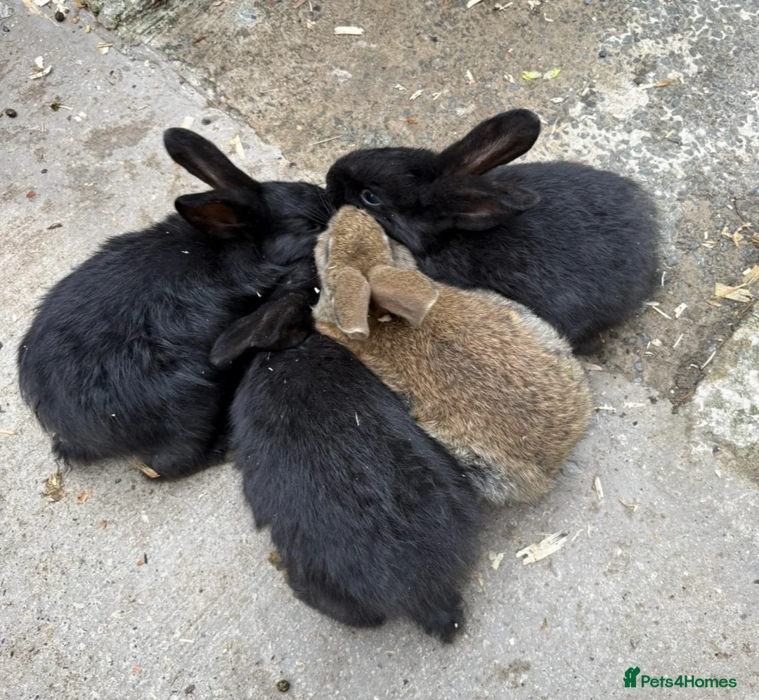 Mixed Breed rabbits for sale: Continental giant x  - Advert 3