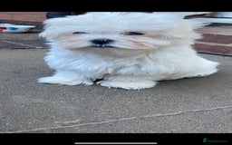 Maltese dogs for sale: Beautiful Korean Maltese 🤍🐶 - Image 10