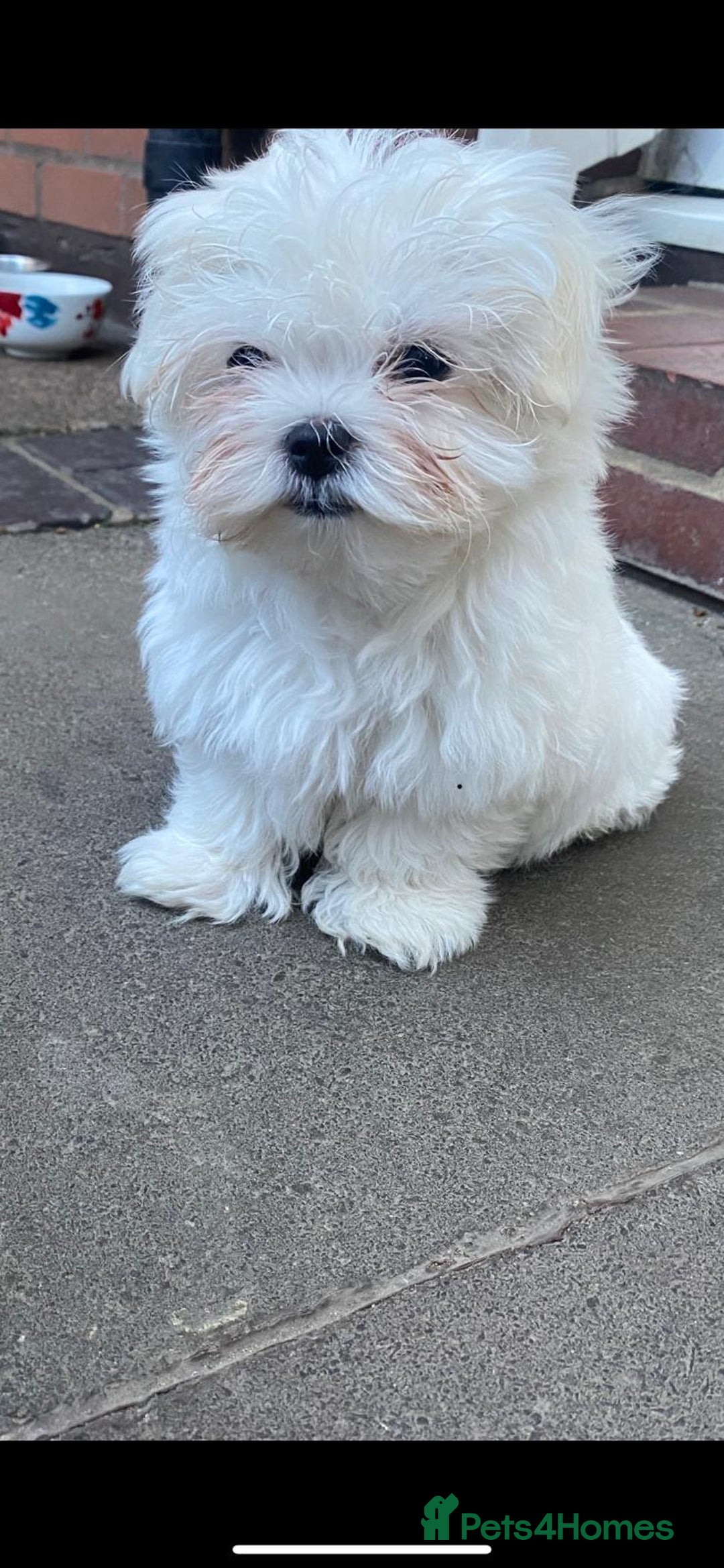 Maltese dogs for sale: Beautiful Korean Maltese 🤍🐶 - Image 10