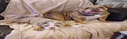 English Bulldog dogs for sale: New English bulldog  - Advert 15