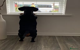 Dachshund dogs for sale: Daschund  - Image 7