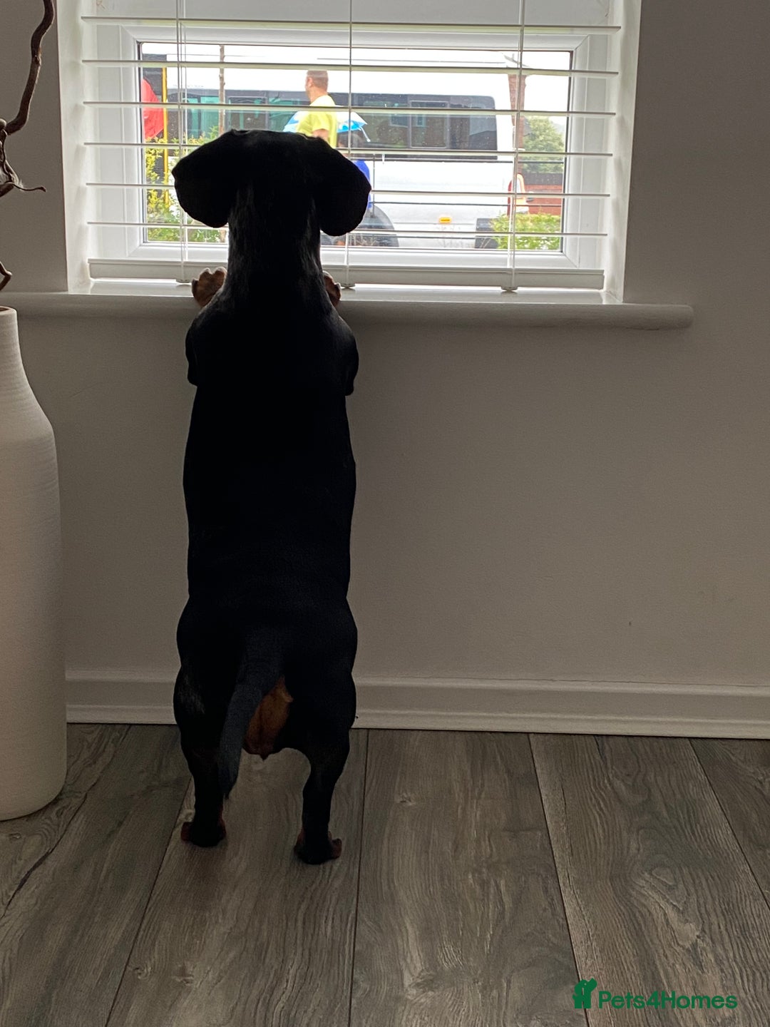 Dachshund dogs for sale: Daschund  - Image 7