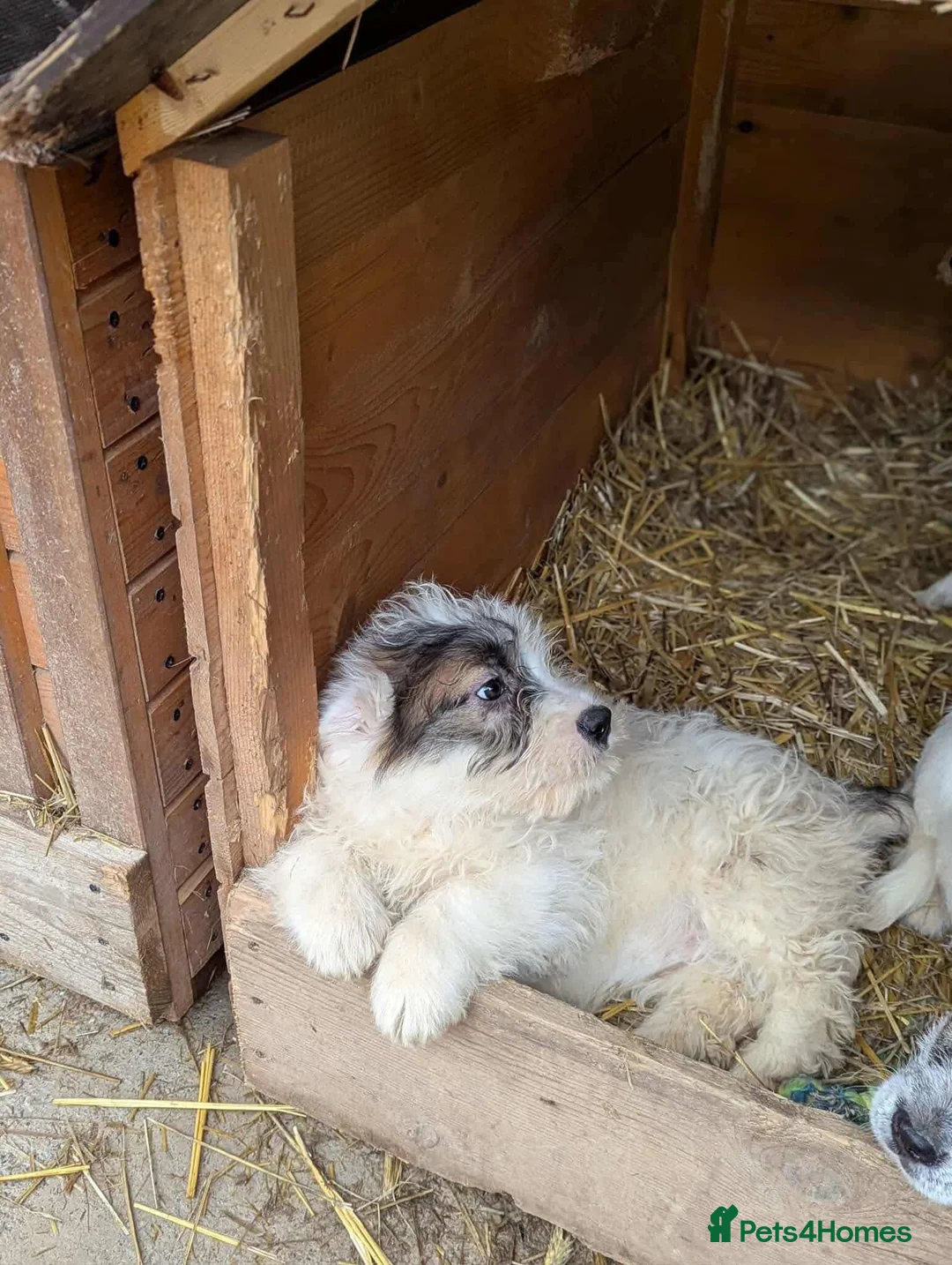 Mixed Breed dogs for adoption: Marble  - Advert 4